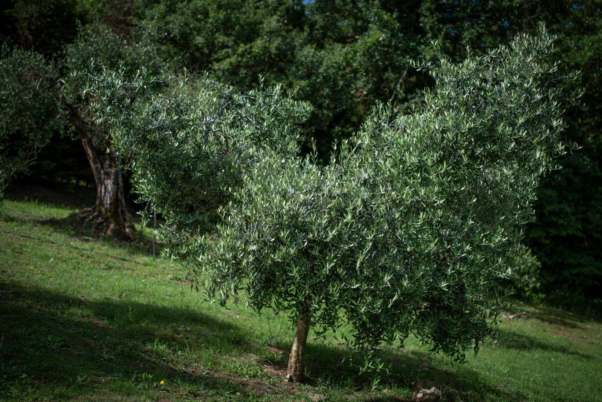 Montefollonico Poggio Paradiso Resort & Spa מראה חיצוני תמונה